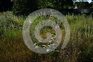 Pink Alcea rosea blooms in July in the meadow. Berlin, Germany