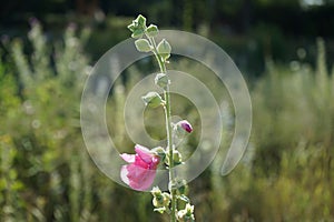 Pink Alcea rosea blooms in July in the meadow. Berlin, Germany