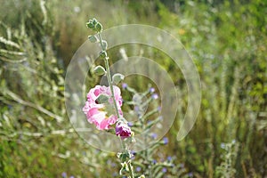 Pink Alcea rosea blooms in July in the meadow. Berlin, Germany