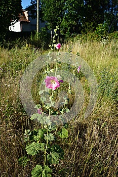 Pink Alcea rosea blooms in July in the meadow. Berlin, Germany