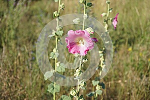 Pink Alcea rosea blooms in July in the meadow. Berlin, Germany