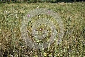 Pink Alcea rosea blooms in July in the meadow. Berlin, Germany