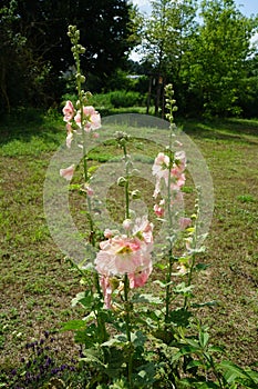 Pink Alcea rosea blooms in June. Alcea rosea, the common hollyhock, is an ornamental dicot flowering plant in the family Malvaceae