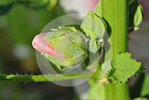 Pink Alcea rosea common hollyhock, mallow flower stem with bud close up detail