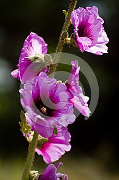 Pink Alcea setosa wildflower blooming north Israel