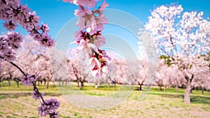 Pink alleys of blooming with flowers almond trees in a park in Madrid, Spain spring