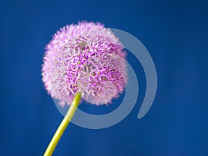 Pink allium flower