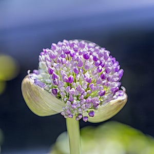 Pink Allium sphaerocephalon