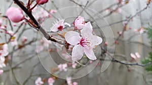 Pink allmond blossum tree