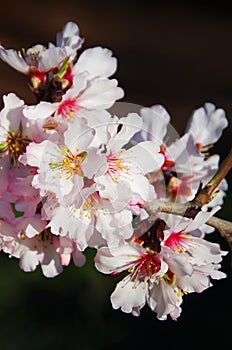 Pink almond blossom branch