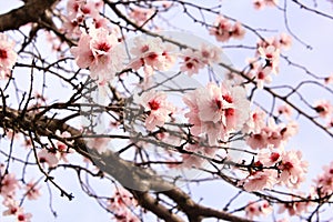 Pink almond blossom branch photo background