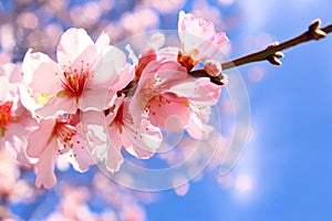 Pink almond blossom photo on blue sky background