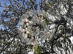 Pink Almond blossom set against a blue sky photo