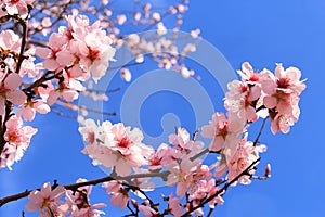 Pink almond flowers blossom branches photo