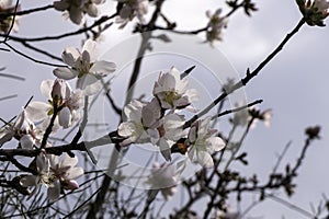 Pink almond flowers and buds close-up