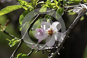 Pink almond flowers and buds close-up