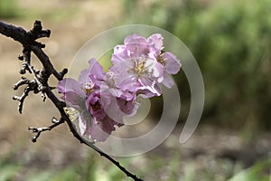 Pink almond flowers and buds close-up