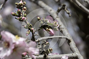 Pink almond flowers and buds close-up