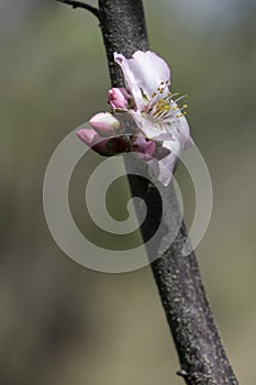 Pink almond flowers and buds close-up