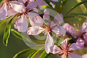 Pink almond flowers close up