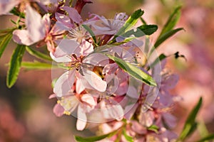Pink almond flowers close up