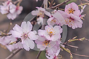 Pink almond tree flowers on branch in spring