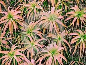 Pink aloe vera plant. Beautiful aloe flowers leaves in the garden for floral pattern and background. Huge bush aloe outdoor.