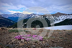 Pink Alpine Clover flowers and snow capped mountains on Independence Pass near Aspen.