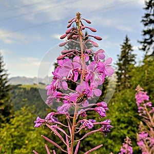 Pink alpine flower photo