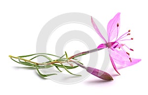 Pink Alpine willowherb flower