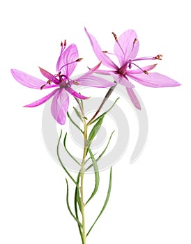 Pink Alpine willowherb photo