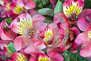 Pink alstroemeria bouquet