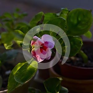 Pink alstroemeria flower also known Peruvian lily or lily in Kfar Glikson Israel