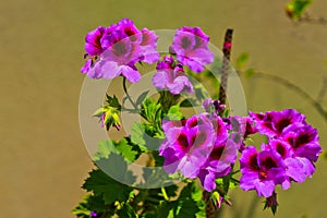 Pink alstroemeria flower also known Peruvian lily or lily in Kfar Glikson Israel