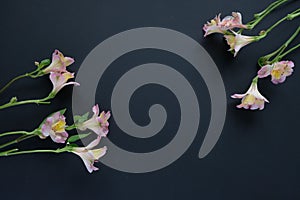 Pink alstroemeria flower on black background. Spring blossom