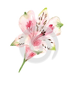 Pink alstromeria photo