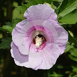 Pink Althea with Bumblebee Inside