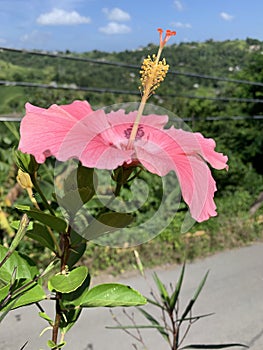 Pink amapola in Puerto Rico photo