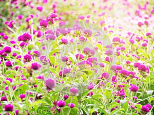 Pink Amaranth flower field