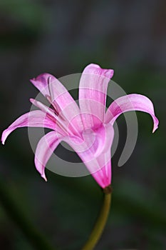 Pink Amarine belladiva flower is a cross between an Amaryllis and a Nerine plants