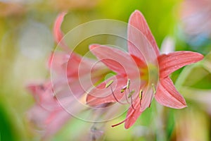 Pink amaryllis