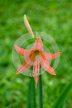 Pink Amaryllis flower blooms in the garden with Amaryllis background, Amaryllis flowers, soft focus