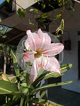 Pink Amaryllis flower close ups