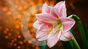 Pink amaryllis flower with orange bokeh background and water drops