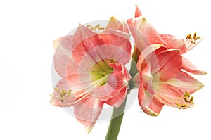 Pink Amaryllis Novella on white photo