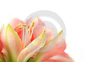 Pink Amaryllis Novella on white photo