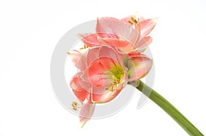 Pink Amaryllis Novella on white photo
