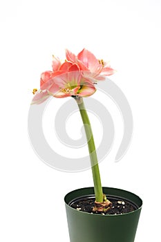 Pink Amaryllis Novella on white