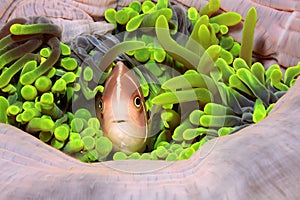 Pink Amenonefish, Amphiprion perideraion