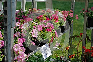 Pink ampel petunias in pots stand on the shelf for sale outdoors